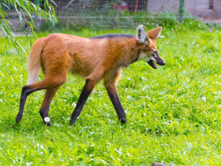 狼天生吃肉，但有種狼卻愛吃香蕉，還會自己剝皮，不是蕉太郎哦