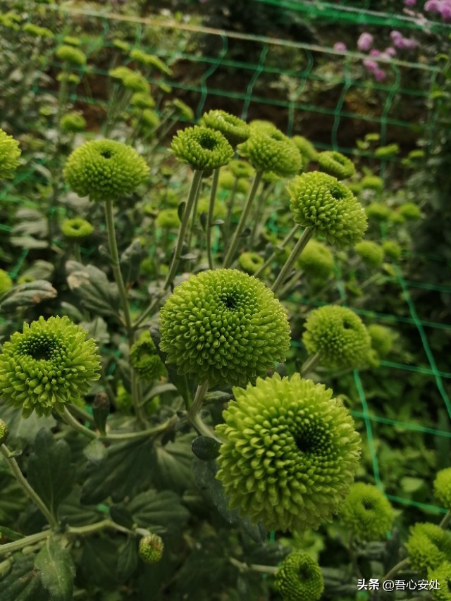 活好當下 享受當下 就是後半生最好的生活方式 吾心安處 Mdeditor