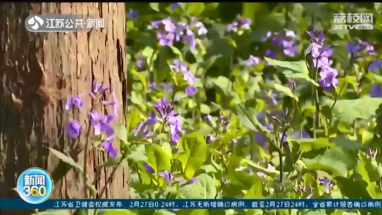 云赏花过过眼瘾！这份江苏高校赏花地图快收下