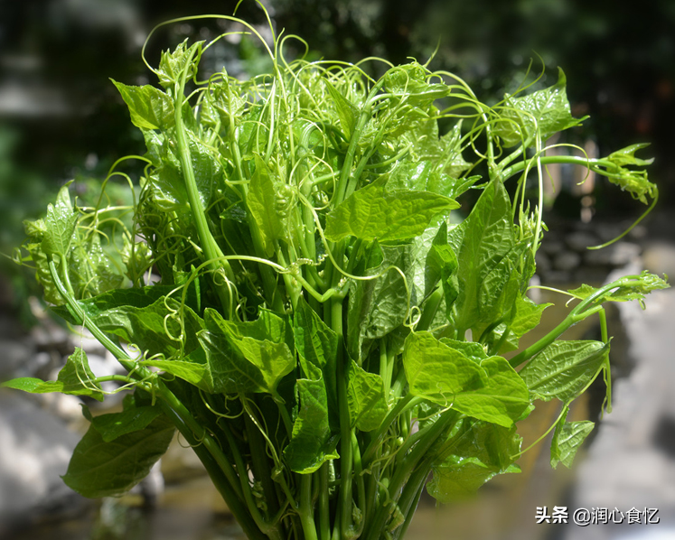 3月记得吃“开春6鲜”，春天才有的美味，应季而食，别亏待味蕾