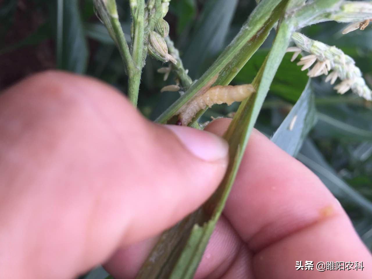 记住这几个杀虫配方，防治害虫不求人