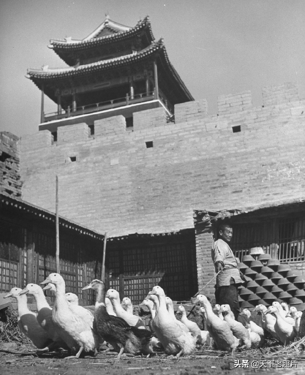 1947年北京养鸭生活老照片以及变成北京烤鸭上餐桌全程影像