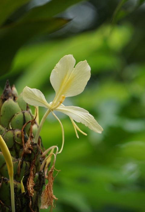 黃姜花 Hedychium flavum，姜科姜花屬 - 資訊咖