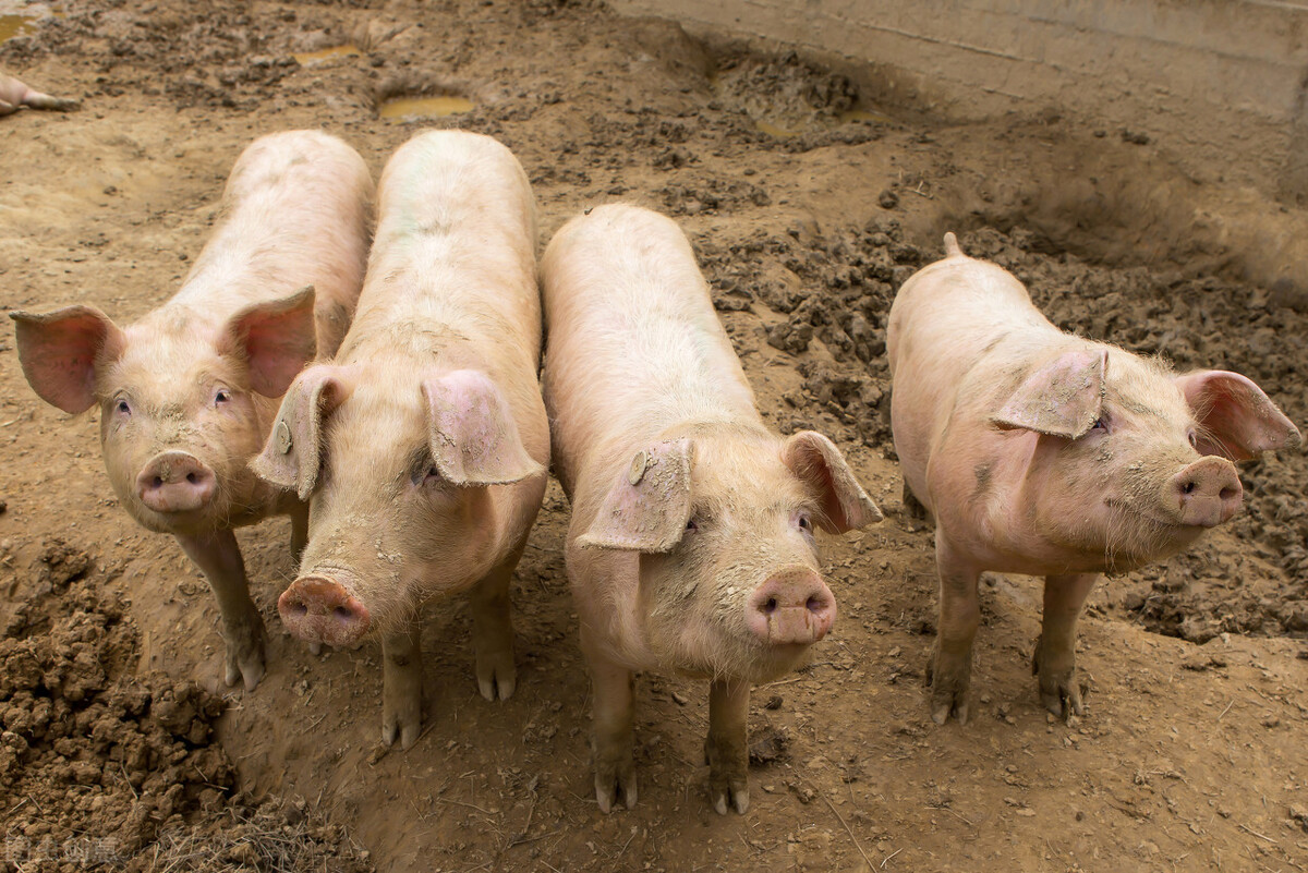 猪价惨跌48%，跌破21个月新低，二次育肥亏损1000元，仔猪烂市？