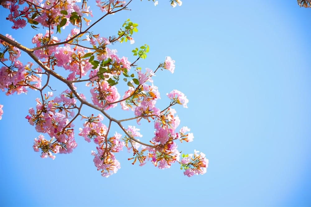 桃花诗词，桃之夭夭，惊艳整个春天-第4张图片-诗句网