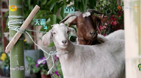 陳赫嫌《向往》收官太草率，黃磊不打算做晚飯，自稱將是最短一期