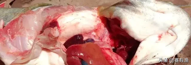 淡水鱼出血病怎么快速治疗 对症下药根治鱼出血病