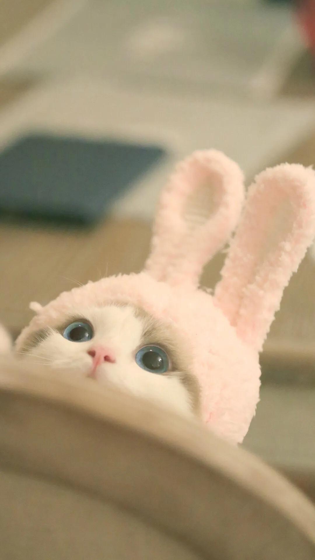 可爱猫猫壁纸 资讯咖