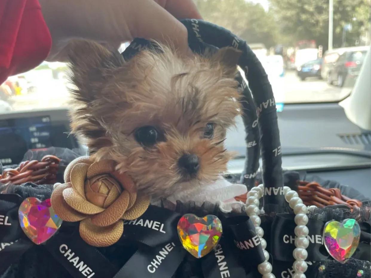 愛撒嬌的約克夏飼養心得分享, image size:1242x932