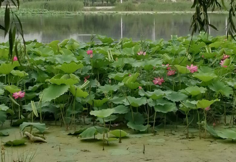夏季皮肤真菌感染，6种外用药物可选择