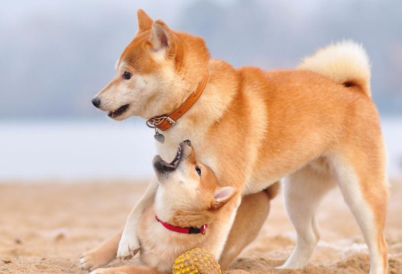 Why is the Japanese "Shiba Inu" popular in China?Probably for these reasons iMedia
