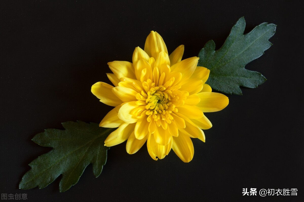 Five beautiful poems of chrysanthemums in early winter iNEWS