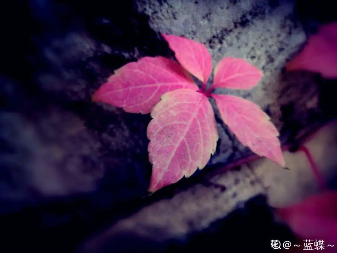 10種“臟臟”花，愛干凈的人別養，會招蟲子