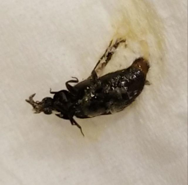 美国女孩头部遭甲虫侵入，9小时后从眼睛挤出，还淡定为虫子起名