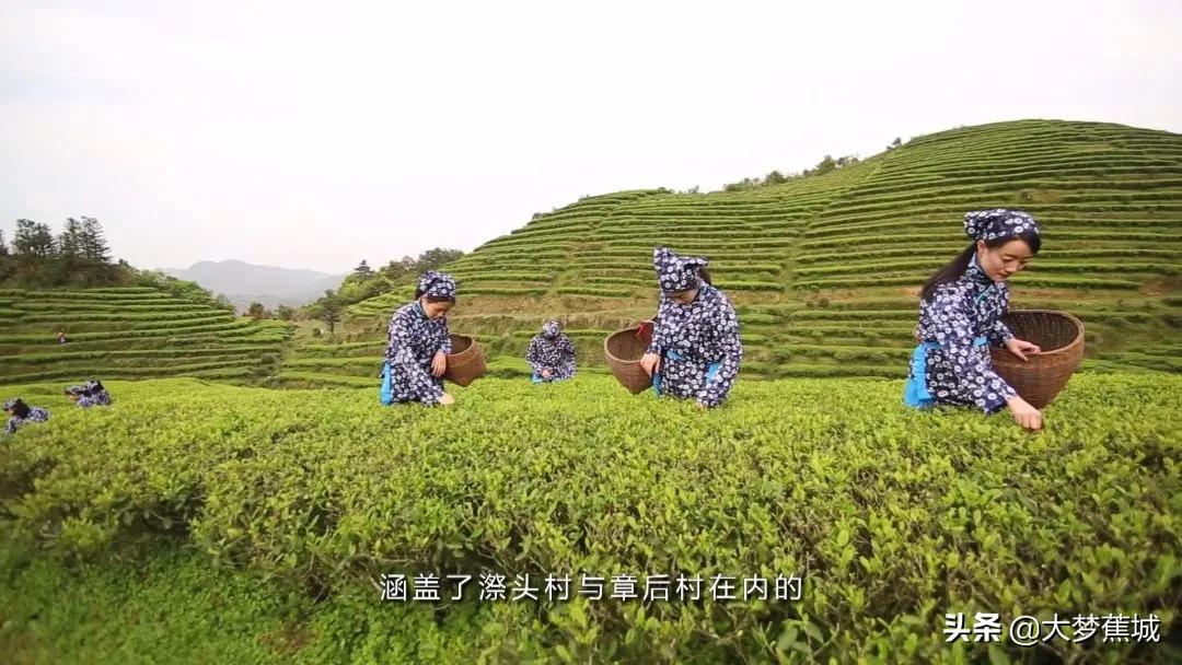 宁德天山茶：这款唐朝就有的贡茶，远销70多个国家！