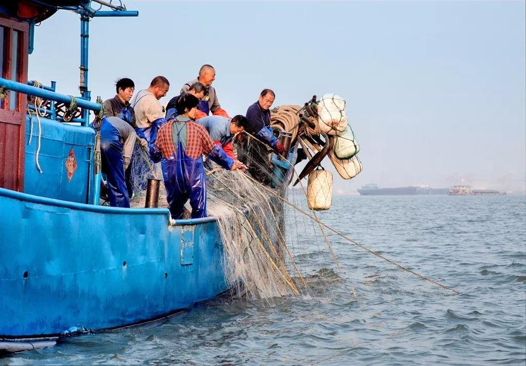 长江刀鱼的“倔强”：价格飙升百倍，却一条难求，如今绝地重生？