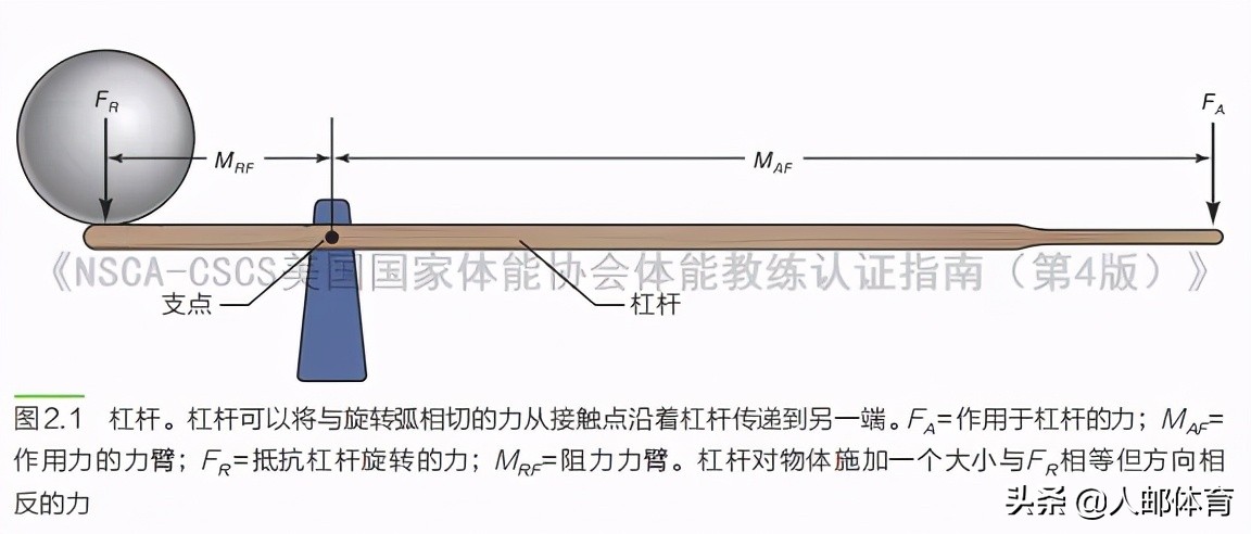 Nsca Cscs 肌肉骨骼系统的杠杆作用 资讯咖