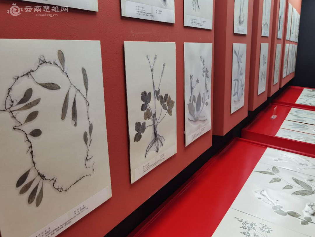 全国首个彝医药主题博览馆在楚雄州建成开馆