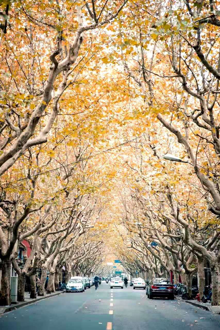 「落葉不掃」的上海，才是她最美的樣子