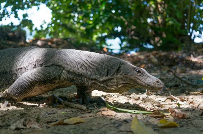 盘点5种神秘诡异的不明生物，第3种曾在我国先后