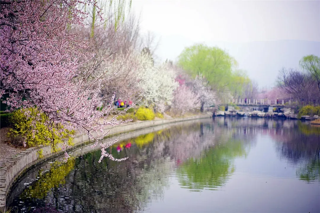 百萬春花薈萃北京植物園 風景如畫 中國花卉報 Mdeditor 百萬春花薈萃北京植物園 風景如畫 中國花卉報 Mdeditor