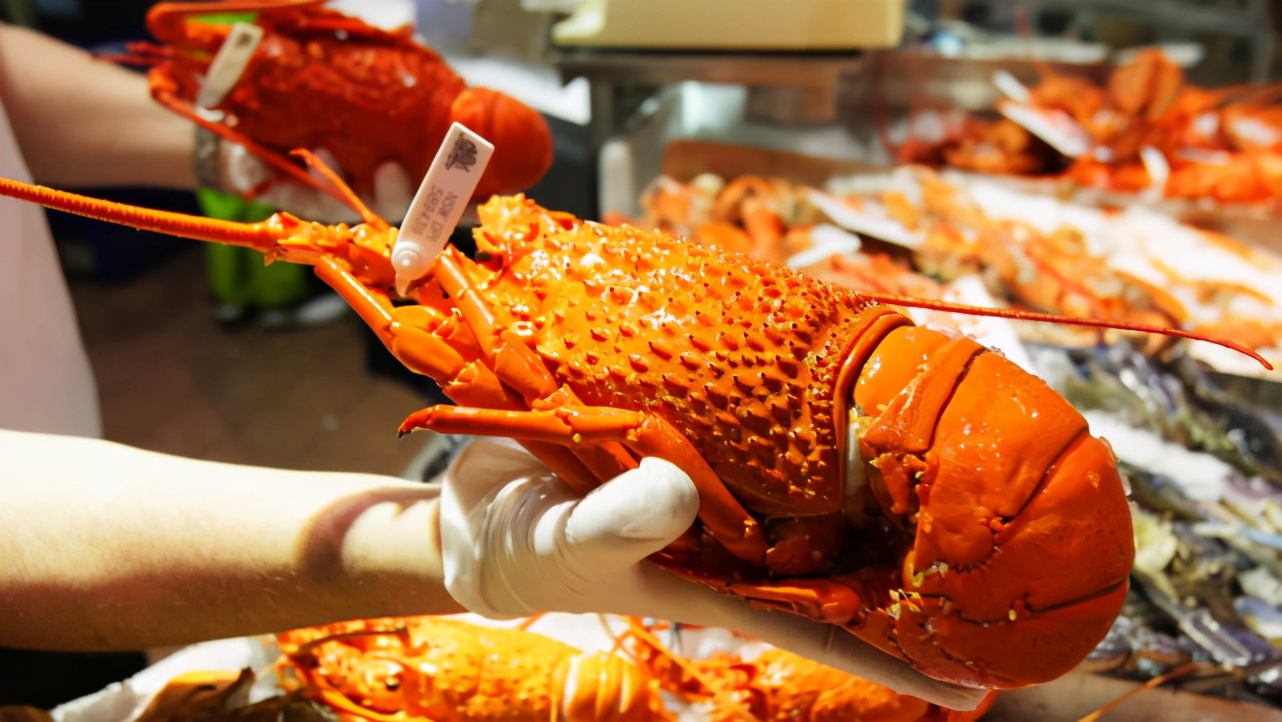 澳洲龍蝦低價賤賣，莫里森卻要向世貿告狀甩鍋，中國拒絕當冤大頭