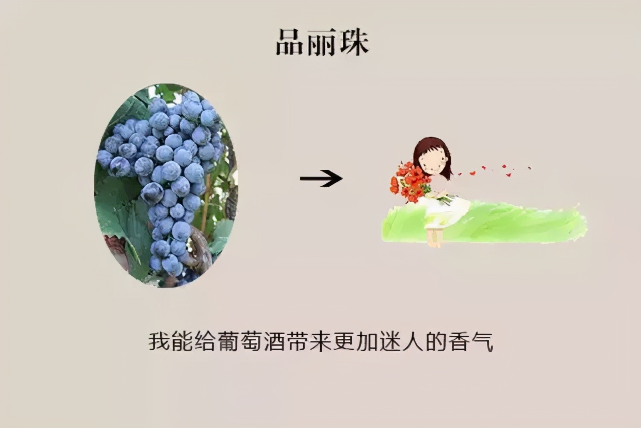 全世界最流行的24大葡萄品种，3分钟看完就算入门了