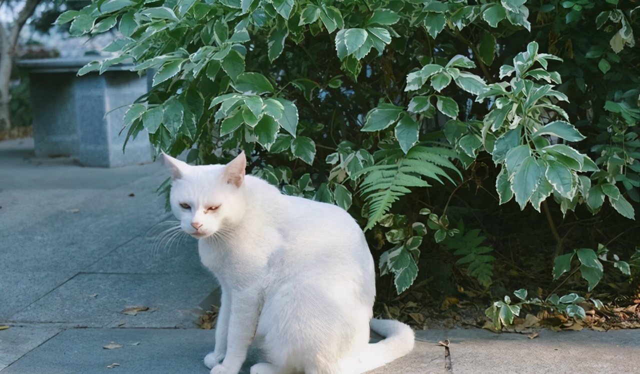 高校流浪猫深夜乱叫，被老师拦在路上教育，猫咪受训的样子太可爱