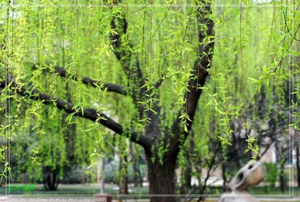 春到枝枝是绿丝，十二首咏柳的诗词，感受春天的勃勃生机-第13张图片-非凡网