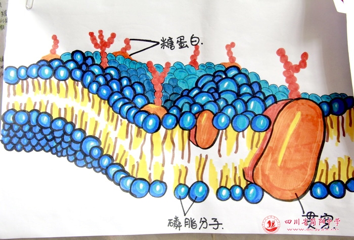 四川省简阳中学怎么样?首届生物学科节(图15)