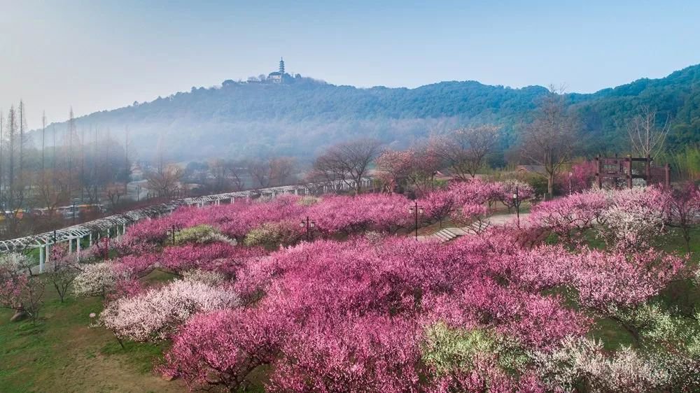 赏梅祈福游园 苏州市植物园春节假期活动丰富
