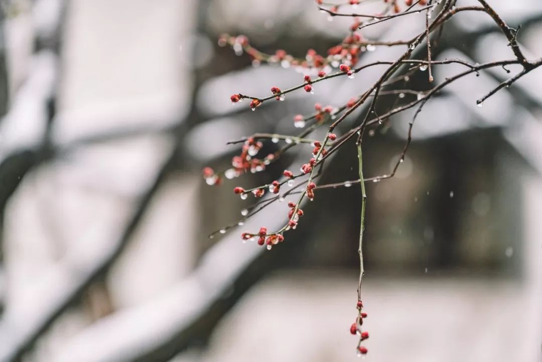 最美的雪在诗词里-第2张图片-诗句网