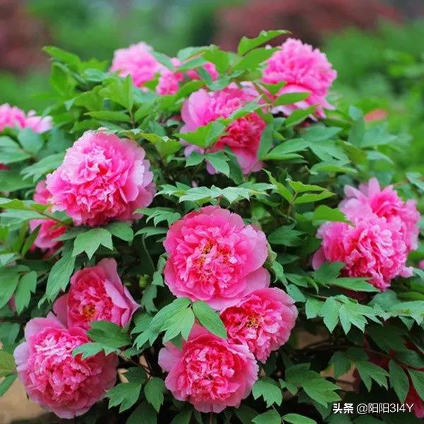 How to breed peony, the king of flowers iNEWS