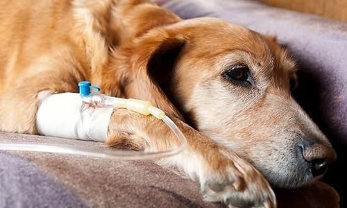 狗狗癌症早发现早治疗，定期体检，对中老年犬必不可少
