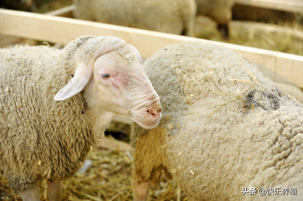 母羊生小羊要多长时间(母羊能繁殖几年)