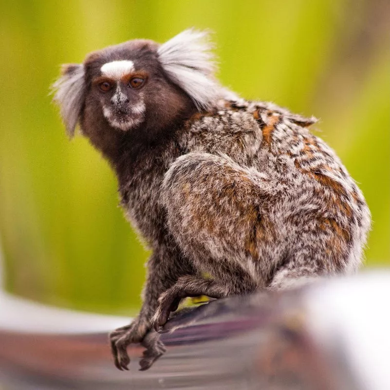 脊椎動物基因測序取得重大成果 或將解碼7萬物種生命奧秘