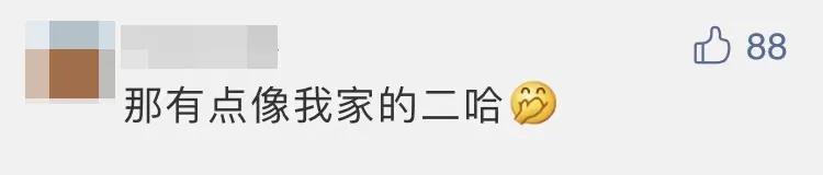 热议-嫦娥五号着陆瞬间:小动物抢镜,预示着什么、到底是玉兔还是沙狐