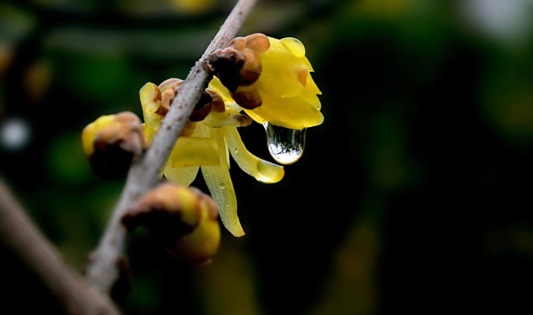 冬至之花—腊梅，斗寒傲霜，一股清香-第3张图片-诗句网