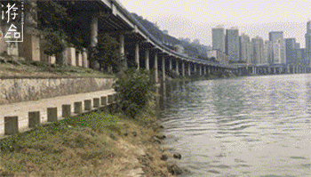 重庆李子坝的秘密据点：江岸虽有垃圾，但安静清幽，你来过吗？