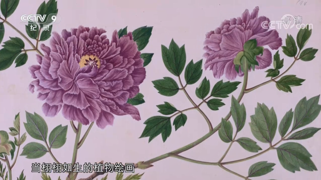 原来“花”也是一种对话，这部纪录片如何记录