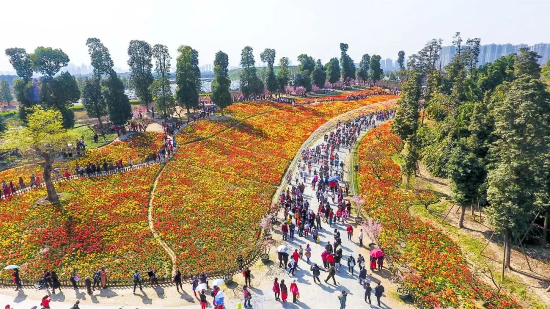閉園2周啦 秀麗東方已經種下數百萬株虞美人花苗 期待元旦開園 中國熱點