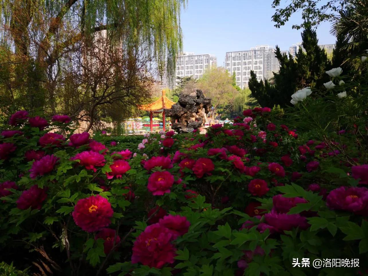 2021洛阳牡丹文化节4月5日牡丹花情预报-河洛旅游网