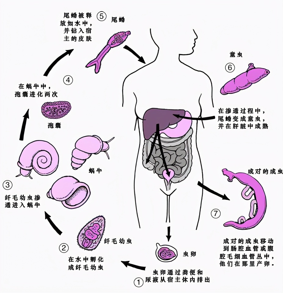 第一条寄生虫究竟是如何钻入动物体内的