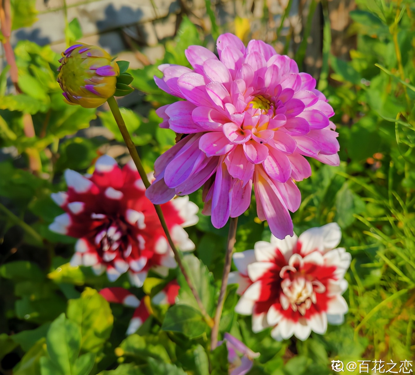 Dahlias are beautiful and beautiful, rich in varieties, so happy to be