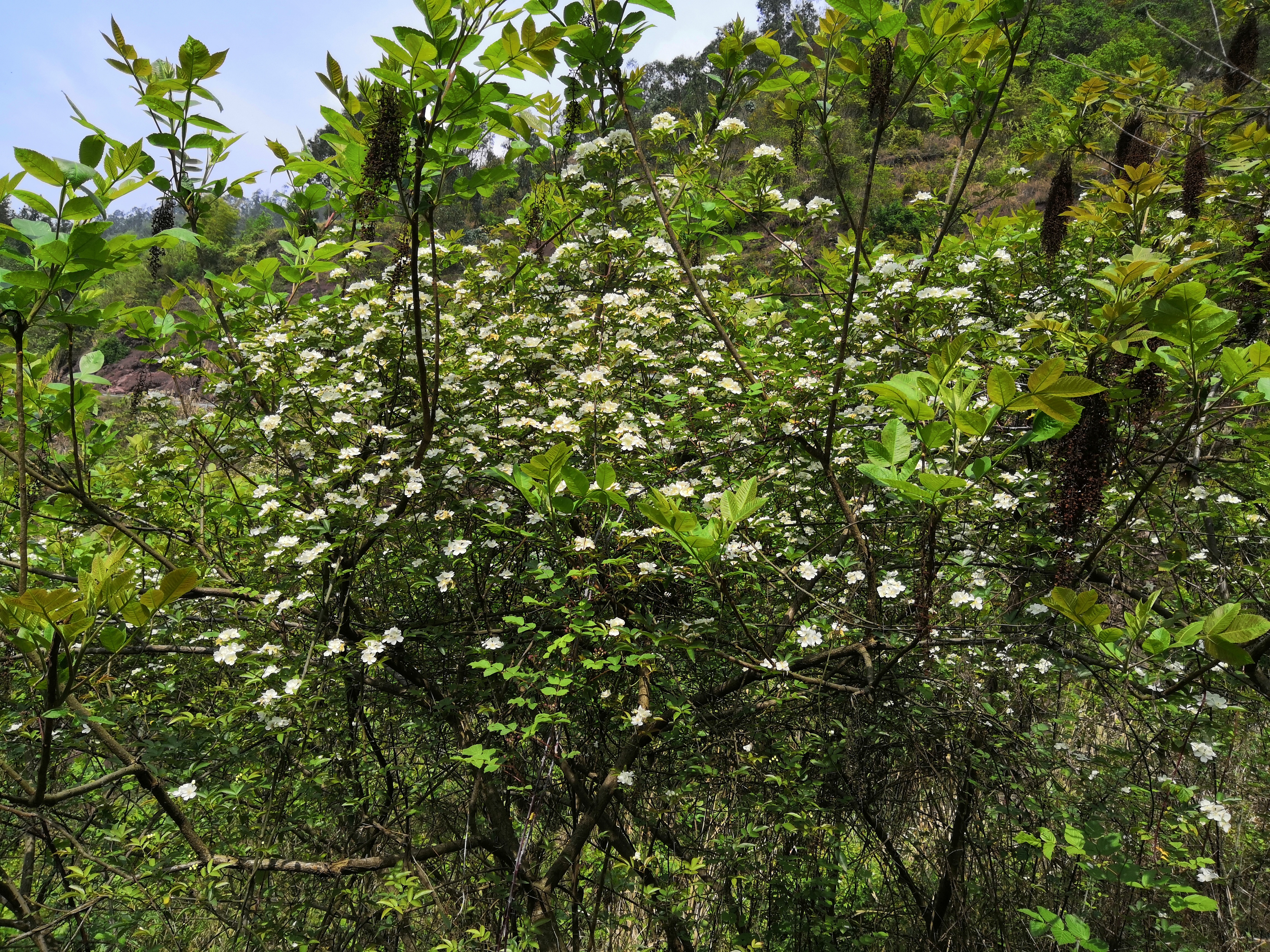 奉节县石岗乡一个山清水秀人杰地灵的地方，春天景色正美