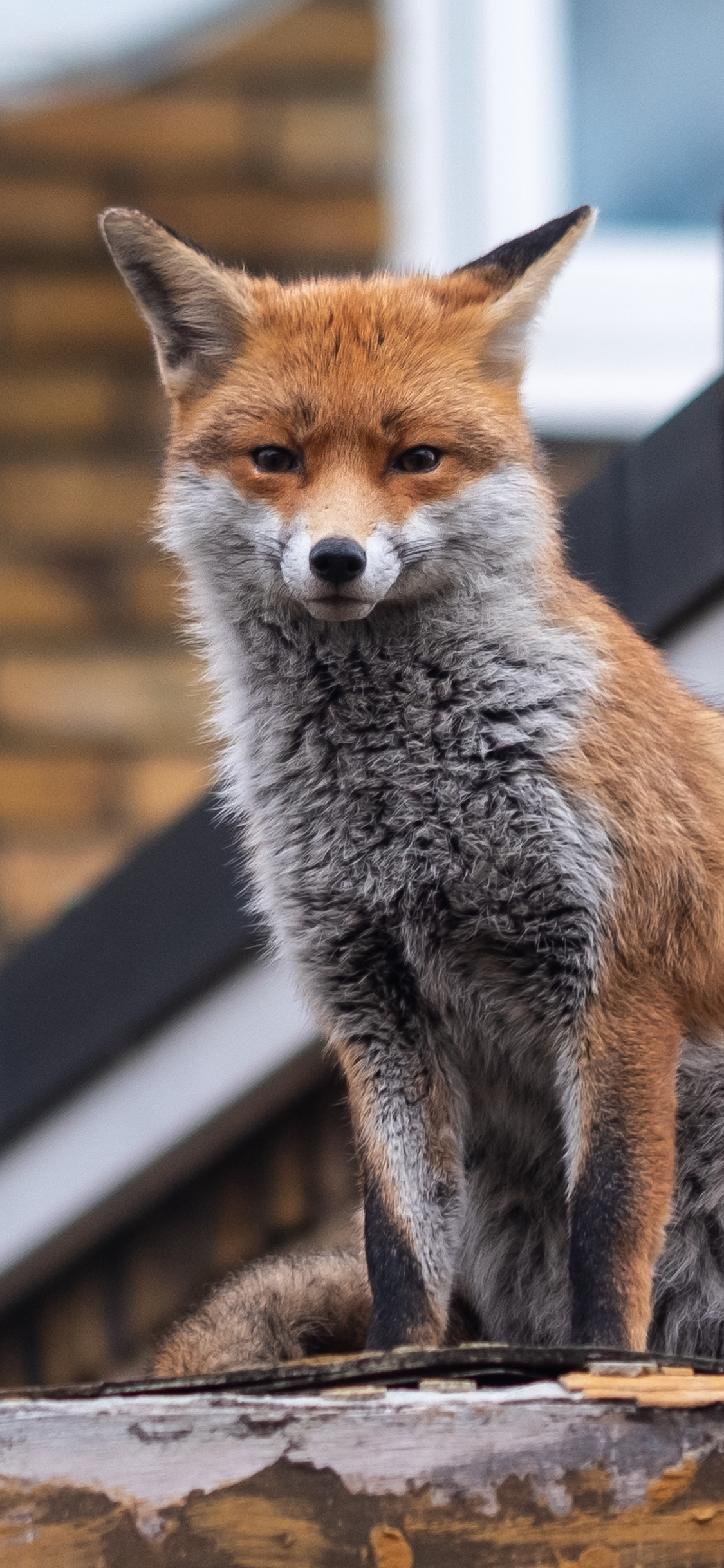 超級手機壁紙 4k畫質動物篇 為什麼是狡猾的狐狸呢 雙層倒影 Mdeditor