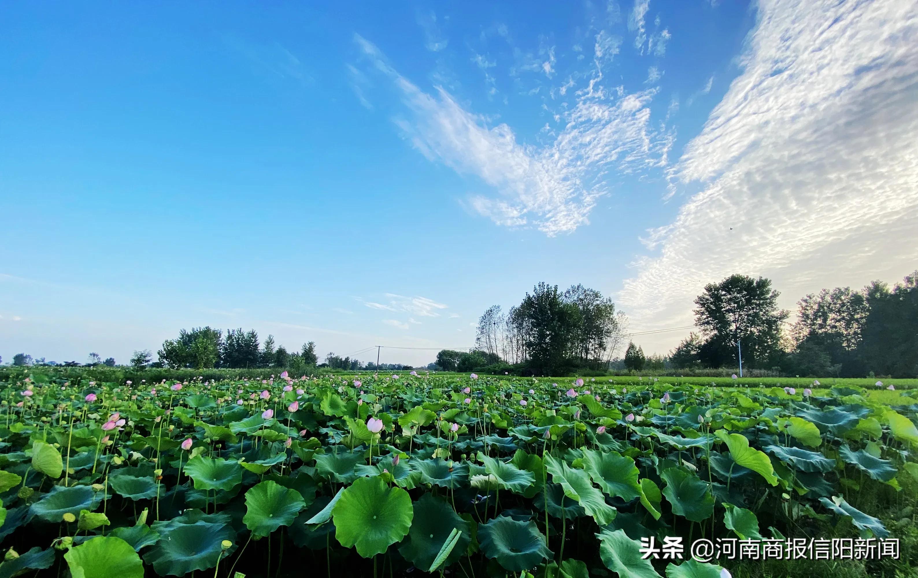 如詩如畫的夢裡水鄉，信陽平橋這裡你去過嗎？