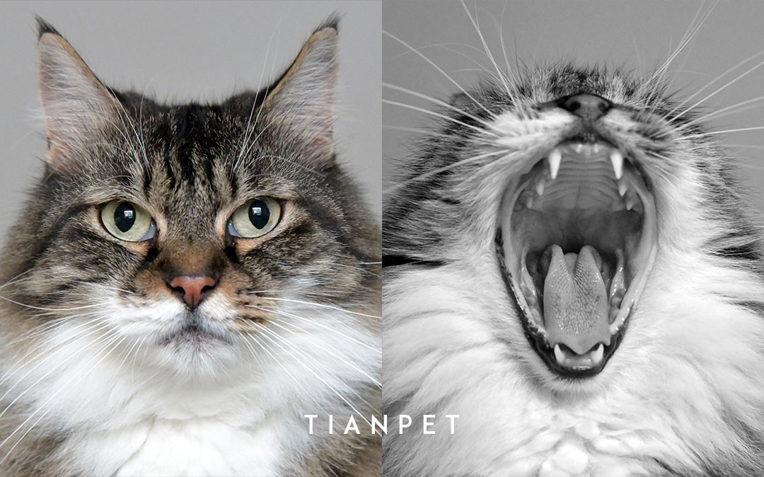 起根农村却受众城市宠物主追捧TIANPET（天宠）怎么做到的