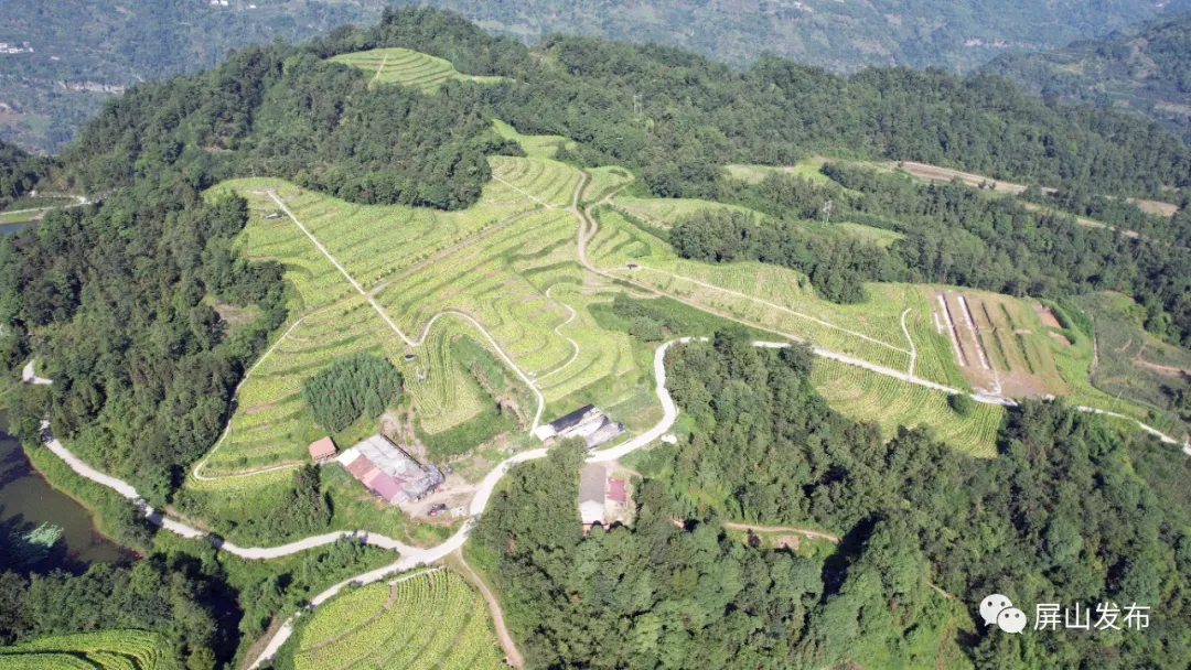 在屏山縣新市鎮吳家壩村,走過彎彎曲曲的山路,放眼望去,田野間一片片