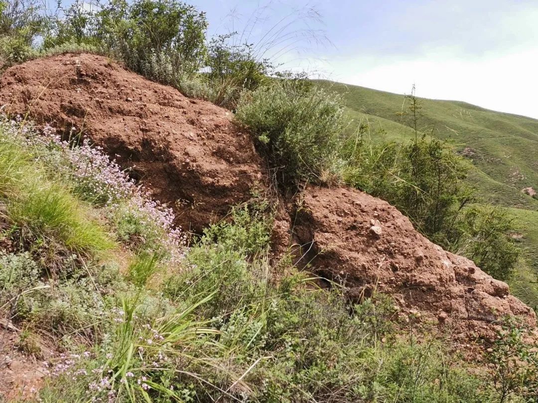 洮州边墙考察队实地考察洮州边墙土桥至下岔巴工地一段